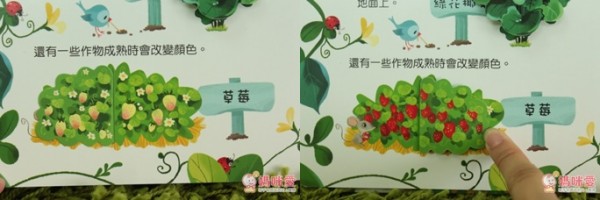 有些作物成熟時,可是會改變顏色的呢!