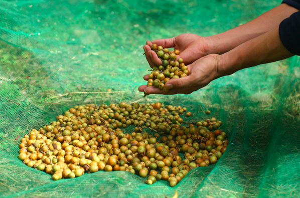 「茶籽堂」傳承老師傅古法工藝精神