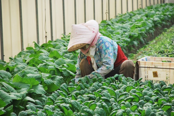 友善大地 有機飲食 / 蔬果