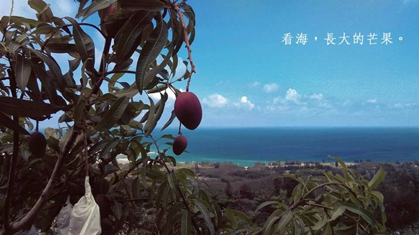 果乾的Q甜口感,是來自新鮮芒果的香味,過程中不添加任何糖、防腐劑、人工香料或是化學添加物。