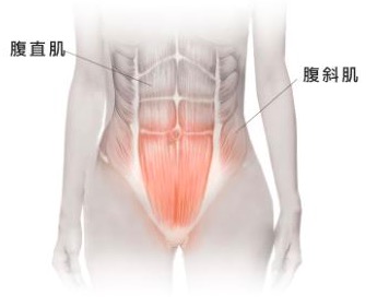打造馬甲線、人魚線