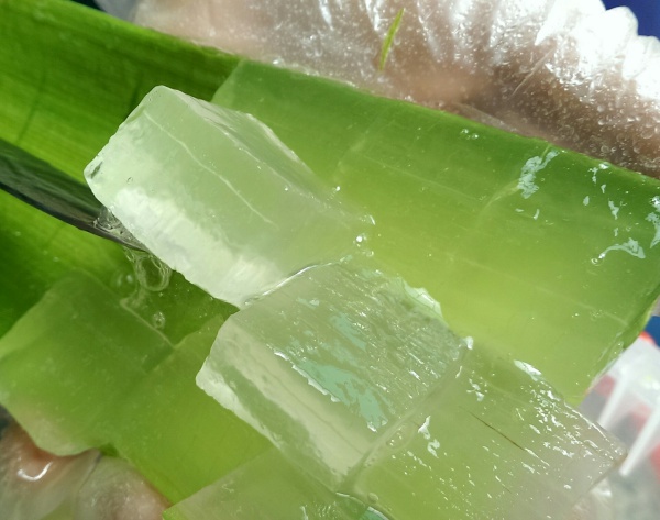 蘆薈就像是家庭醫生一樣，具有很多藥用療效